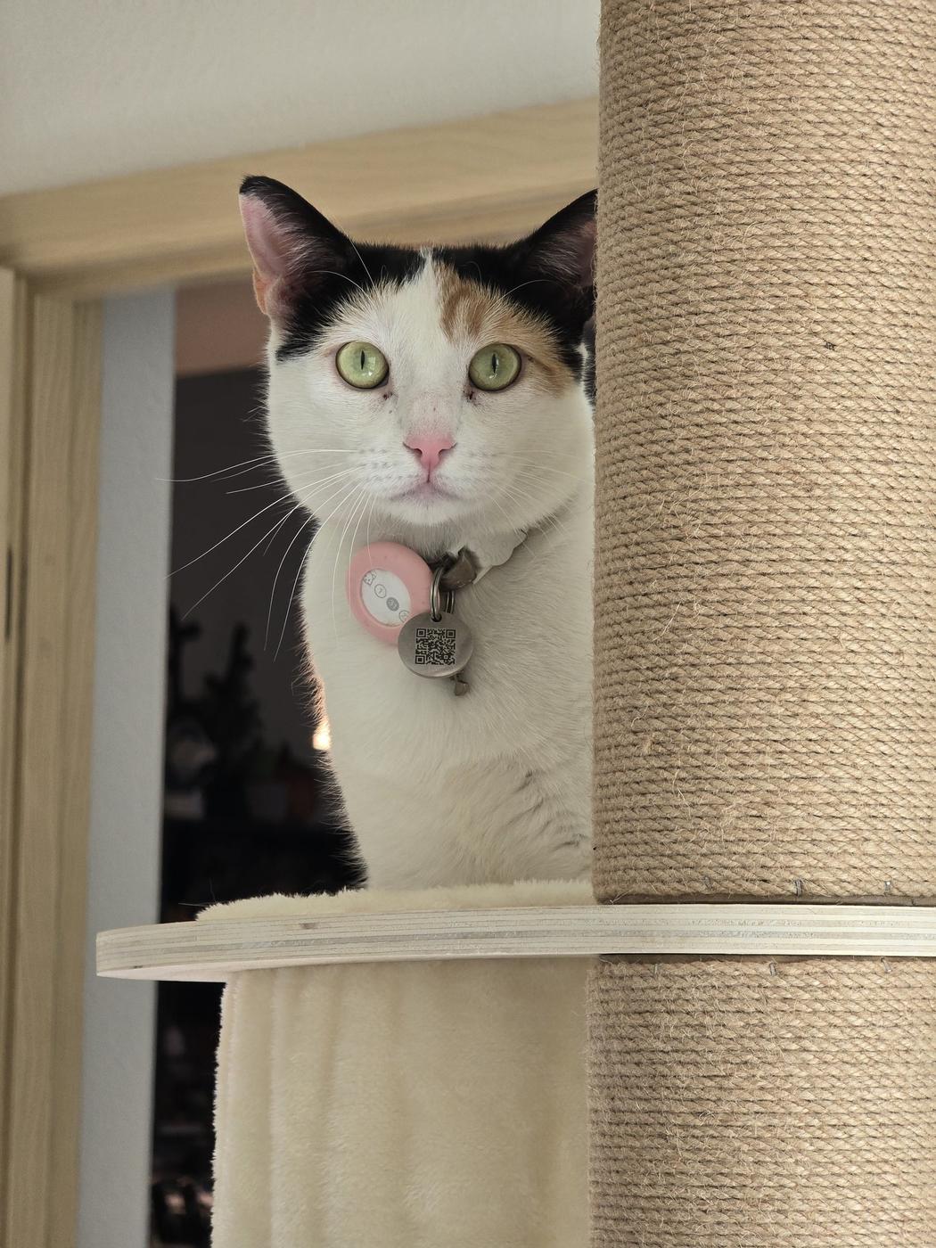 Meadow the cat