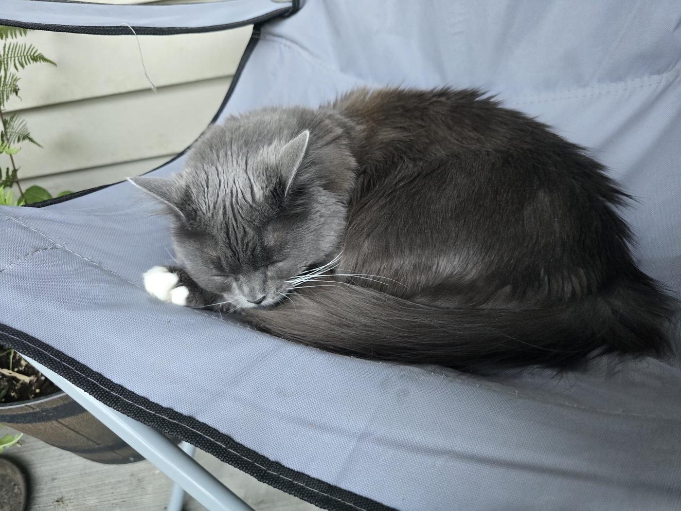 Winter the cat